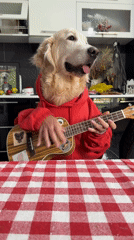 Dog in hoodie appears to play ukulele in Tbilisi