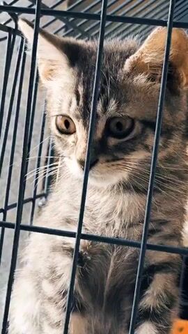 A close-up video shows a tabby kitten sitting in a metal cage. The kitten is facing the camera, with its left eye and part of its face visible through the cage bars. Its fur is a mix of gray, brown, and black stripes. The kitten's ears are perked up, and its eyes are wide. In the background, another kitten is partially visible, also appearing to be in the same cage. The cage appears to be made of thin metal bars. The overall lighting suggests an indoor setting.
