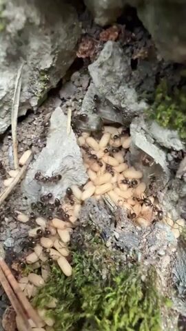 A close-up, high-angle shot shows a cluster of ants tending to numerous pale, elongated ant pupae. The ants are dark-colored and appear to be moving the pupae within a small, crevice-like opening in the ground. The environment consists of dirt, small rocks, and patches of green moss.