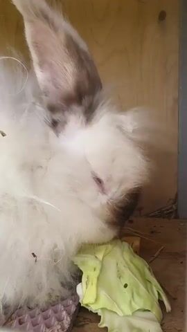 This close-up video shows an Angora rabbit with fluffy white fur and brown markings around its eyes and nose, eating a piece of cabbage. The rabbit's eyes are partially closed, suggesting contentment. The scene is set in a wooden enclosure, possibly a hutch or cage, with hay or straw visible in the background. A portion of a purple egg carton is also visible in the lower left corner. The lighting appears to be natural, suggesting it is daytime. The focus is on the rabbit and its meal, highlighting its soft fur and gentle chewing motion. No visible text is present in the video.