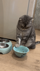 Cat at the food bowl, plates of baked goods on the table