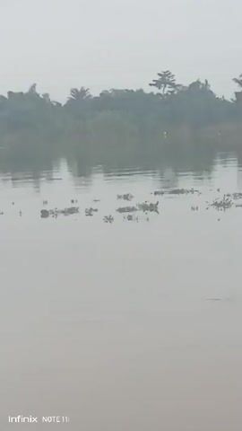 A hazy, overcast day overlooks a wide body of water with scattered vegetation floating on its surface. In the distance, a line of trees, some appearing to be palm trees, forms the shoreline. Further inland, a tall, lattice-like electrical tower is visible against the pale sky. The water is calm, reflecting the muted tones of the environment. The camera captures the scene from a low angle, with tall grasses in the foreground partially obscuring the view of the water. The timestamp "Infinix NOTE 11" is visible in the lower left corner of the frame, indicating the device used for recording. The video consists of a series of still frames, creating a slideshow effect with no discernible action or movement.