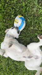 Labrador puppy plays with ball on Bulgarian lawn