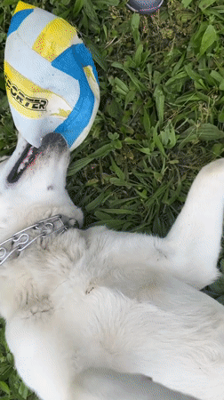 Labrador puppy plays with ball on Bulgarian lawn