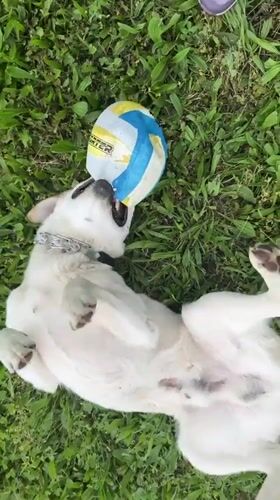 Labrador puppy plays with ball on Bulgarian lawn