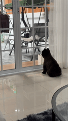 Pets observed in residential Kathu neighborhood during evening hours