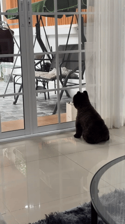Pets observed in residential Kathu neighborhood during evening hours