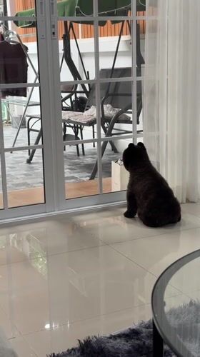 Pets observed in residential Kathu neighborhood during evening hours