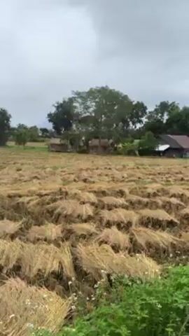 The video shows a rural landscape featuring a harvested rice field in the foreground, with golden straw scattered across the ground. In the mid-ground, there are small buildings nestled amongst trees, and in the background, there are lush green mountains shrouded in mist under an overcast sky. The camera pans slowly, revealing more of the field, a small shack, and the mountainous backdrop. The scene appears peaceful and serene despite the overcast weather.