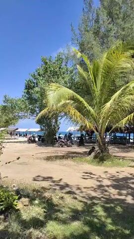 The video shows a view of a beach area on a sunny day. In the foreground, there is patchy grass and dirt. A palm tree with green fronds is prominently featured in the mid-ground to the right, casting shadows. Behind the palm tree, there are some structures that appear to be open-air shelters with blue roofs. In the background, there is a line of people near the water, with some beach umbrellas visible. Several motorcycles are parked in the sandy area near the shelters. Trees with green foliage line the left side of the frame, and taller pine-like trees are visible in the upper right. The sky is clear and blue. The overall impression is a tropical beach setting.