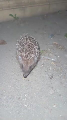 A close-up shot shows a small hedgehog on sandy ground. The hedgehog is facing forward with its snout pointed down. Its body is covered in spines, and its face is visible with dark eyes and a pointed nose. The background is out of focus, showing a rough wall or surface and some debris on the ground. The lighting suggests it might be nighttime or a dimly lit area. There are no people or other animals visible.
