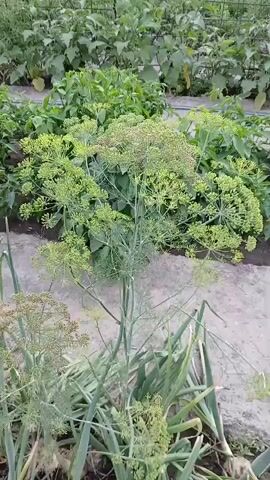 The video displays a close-up shot of a dill plant in bloom, with its characteristic umbrella-shaped flowers dominating the foreground. The dill plant is positioned in what appears to be a garden or a cultivated plot. In the background, rows of other green plants, possibly vegetables, are visible, suggesting an agricultural or horticultural setting. The lighting indicates it is daytime. The camera is stationary.