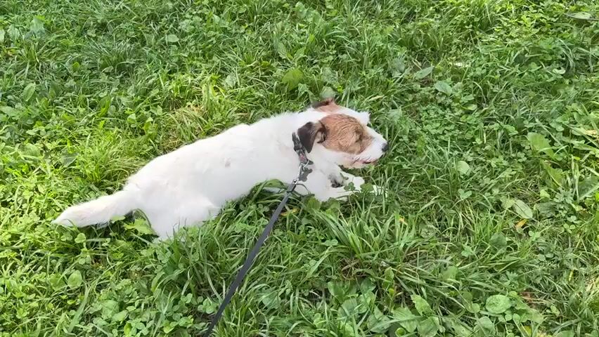 A white and brown Jack Russell Terrier is lying on its side in thick green grass on a leash. The dog is facing to the right of the frame with its head slightly up. The leash is black and extends out of the frame to the bottom left. The grass is dense and appears to be a lawn with some clover and other low-lying plants. The lighting suggests it is daytime, possibly overcast.