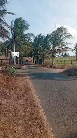 The video shows an asphalt road lined with tall coconut trees on both sides. The trees are swaying in the wind, their fronds creating a sense of movement and a dappled pattern of light and shadow on the road. The road itself appears to be a rural or semi-rural setting, with dry, dusty ground on either side of the pavement. In the distance, a person on a motorcycle is visible riding down the road. There is a signpost on the left side of the road near a cluster of smaller green plants. The sky is clear and blue, suggesting a sunny day. The overall impression is one of a peaceful, somewhat tropical landscape.