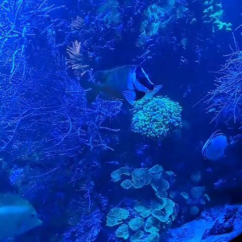 The video shows an underwater scene in a bright blue illuminated aquarium or reef. A black and white striped fish swims to the left of the screen near a branching coral structure. Below and to the right, other colorful corals and a second fish are visible. The camera pans slightly to the left, capturing the movement of the fish through the aquatic environment.