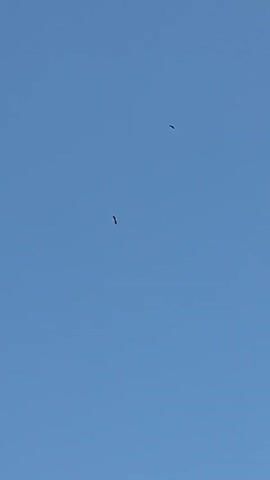 The video shows a clear blue sky with two birds flying. The birds are small and appear to be far away, making it difficult to identify their species. One bird is positioned to the left of the frame, while the other is to the right and slightly higher. Both birds are captured in mid-flight. The footage appears to be taken outdoors on a sunny day.