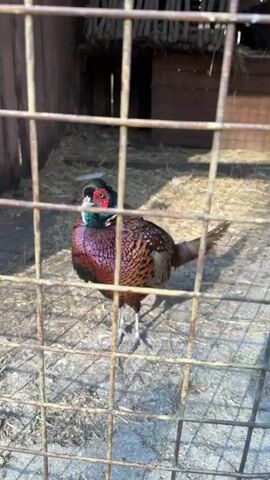 The video shows a pheasant in a cage. The pheasant is brown, green, and red, and has a long tail. The cage is made of metal bars and is inside a wooden enclosure. There is hay on the ground. The bird walks a few steps, and the camera angle changes slightly.