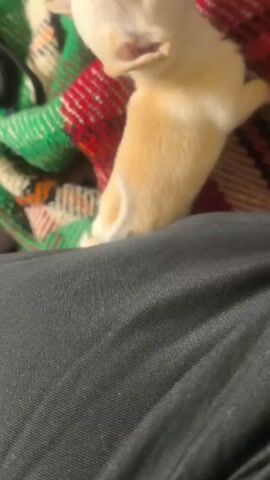 The video shows a tan and white Chihuahua puppy lying on a person’s lap covered by a colorful, striped blanket. The person then holds out their hand and the puppy bites it. The person then says something indecipherable, and the puppy yawns. The dog is lying on top of black pants and a red, green, brown, and white blanket.