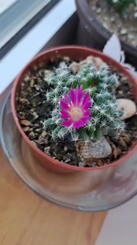 The video features a close-up view of a potted cactus with a vibrant pink flower in bloom. The cactus is small, with a globular shape and covered in fine white spines. The flower, with its delicate petals, stands out against the green of the plant and the dark soil. Several small, decorative shells are nestled in the soil around the base of the cactus. The pot is a terracotta color and sits on a clear saucer.

The scene appears to be indoors, possibly on a windowsill, as suggested by the soft natural light filtering in from the left side of the frame and the blurred background which includes what looks like a window frame and possibly another potted plant. The lighting suggests daytime.

The video is a short, static shot, with a slight zoom in on the cactus flower. There is no visible text in the video. The overall mood is peaceful and highlights the beauty of nature in a domestic setting.