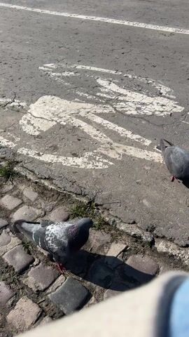 Two pigeons are on the ground next to a painted bike lane symbol on a sunny day. One pigeon is mostly gray with black markings, and the other is dark gray. The gray pigeon eats something off the ground. The dark gray pigeon moves and stands. The two birds are near a brick pavement. A person wearing blue clothing is visible in the bottom right corner of the frame.