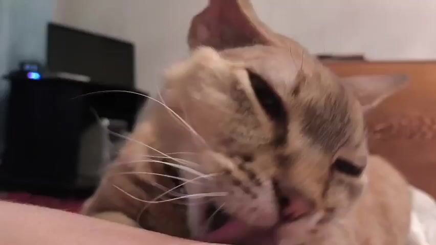 The video features a close-up of an orange tabby cat lying down, with its head resting on a person's arm. The cat's eyes are closed, suggesting it is asleep or resting. The background is slightly blurred, but it appears to be an indoor setting, possibly a bedroom, with a television and a wooden headboard visible. The lighting is soft, indicating it could be daytime or evening. The overall mood is calm and peaceful, highlighting a moment of comfort between the cat and its owner. There is no visible text in the media file. The provided location context is Saraktash, Russia.