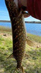Morning fishing trip documented in rural Aleksandrovka, Russia