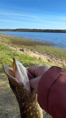 Morning fishing trip documented in rural Aleksandrovka, Russia
