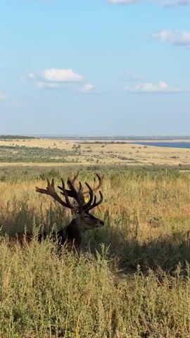 The video shows a stag resting in tall grass. The stag has large antlers and is wearing a yellow tag on its ear. The background features a landscape of rolling hills, a body of water, and a blue sky with scattered clouds. The lighting suggests it is daytime, likely late afternoon or early evening due to the long shadows. The stag appears calm and is looking to the right.