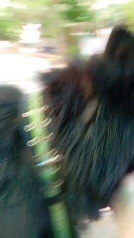 The video shows a person outdoors petting a black, long-haired dog. The dog wears a green and gray collar. The person's hand rubs the dog's neck and jaw. The background includes trees, a concrete surface, and what appears to be a building. The focus shifts between the dog and the surrounding environment. A voice says, "Leo, nelzya," and the dog licks the person's hand.