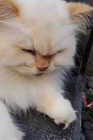 This is a close-up video of a fluffy white cat with light brown markings around its ears and eyes. The cat is lying down and appears to be sleepy or dozing, with its eyes mostly closed. Its paws are visible, and one paw is resting forward, showing its claws. The background is somewhat blurry, but appears to be an outdoor setting with dark, rough surfaces, possibly stone or concrete. There are some hints of greenery in the upper right corner. The lighting is natural and suggests it might be daytime. The video shows subtle movements of the cat's face, such as its whiskers twitching and its mouth slightly ajar.