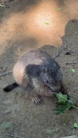A groundhog sits on dirt and eats green leaves from a branch. The groundhog is mostly brown with dark fur on its face. It holds the leaves with its paws and brings them to its mouth. Sunlight and shadows are visible on the dirt ground.