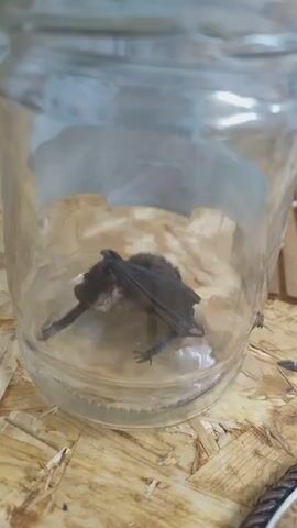 A small bat is inside a clear glass jar. The bat is on its side, with its wings folded. It appears to be deceased. The jar is sitting on a light-colored, textured surface. There is some crumpled paper lining the bottom of the jar.