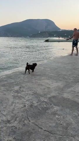 The video shows a black pug walking on a concrete pier by the sea. In the background, there is a man in swim trunks standing on the pier, looking out at the water. A woman in a pink bikini and a turquoise skirt stands on the pier, looking at the dog. There are other people in the water and on the pier in the background. The sea is calm, and there are mountains in the distance. The sky is a light orange, suggesting it is either sunrise or sunset.
