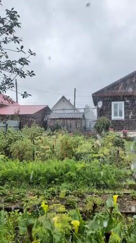 The video shows a garden during a rain shower. The sky is overcast and cloudy. Raindrops are visible falling through the air. In the foreground, there are lush green plants, some with yellow flowers. In the background, there are several houses with wooden siding, and a fence. A tree branch with leaves is visible in the upper left corner of the frame. The overall atmosphere is one of a rainy day in a rural setting.