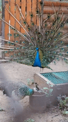 Animals observed at Chaikovsky facility during midday visit