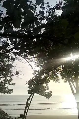 The video shows a view of the ocean through trees. The sun is shining, and there are rays of light coming through the leaves. The waves are visible in the ocean, and there is a sandy beach in the foreground.