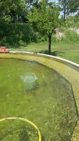 This media file captures a serene outdoor scene of a koi pond. The pond is circular with a light-colored rim, and its water is a vibrant, somewhat murky green, suggesting the presence of algae or aquatic plants. Several koi fish, with their characteristic orange and white markings, can be seen swimming just beneath the surface. Bubbles rise from at least two points within the pond, indicating aeration systems that likely help maintain water quality for the fish.

On the edge of the pond, in the upper left quadrant, a stack of reddish-brown bricks is visible, possibly part of a decorative element or a construction project. Further along the rim, a small, dark object, possibly a pump or filter housing, is situated. In the background, lush green trees and vegetation create a natural, tranquil backdrop. The sky appears clear and blue, with sunlight filtering through the leaves, suggesting a bright, fair-weather day. The overall mood is peaceful and idyllic, evoking a sense of calm and connection with nature. The scene is likely set in the daytime, given the strong sunlight. There is no visible text in the media file.