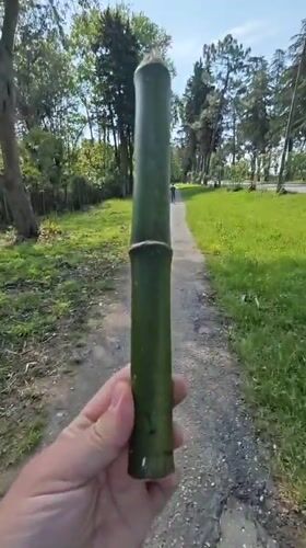 Person walks with bamboo near bird graffiti in Chabkwara