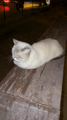 Cat with glowing red eyes on a wooden surface at night