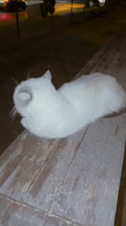 Cat with glowing red eyes on a wooden surface at night