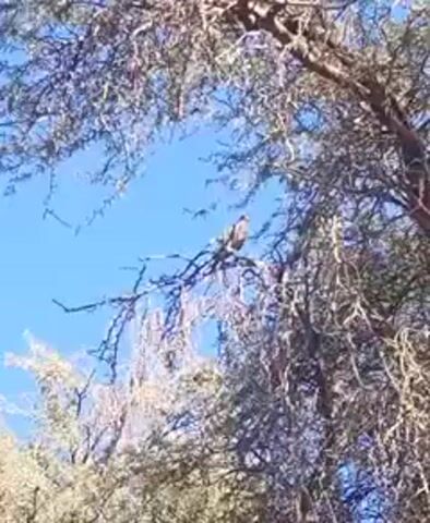 A bird, likely a raptor, is perched on a branch of a tree, silhouetted against a bright, clear blue sky. The tree's branches are mostly bare or have sparse, light-colored leaves, suggesting an arid environment. The bird remains still for most of the video, occasionally shifting its head. The scene is shot from below, looking up through the tree canopy. The video captures a moment of nature in what is likely the desert region of Pozo Almonte, Chile, under sunny daylight conditions.