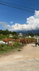 Cattle herder guides cows down dirt road in Huế