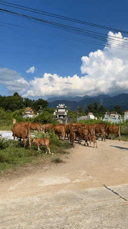 Cattle herder guides cows down dirt road in Huế