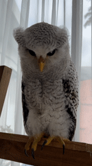 Owl on wooden beams, up close in Kuta Selatan