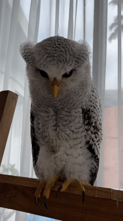 Owl on wooden beams, up close in Kuta Selatan