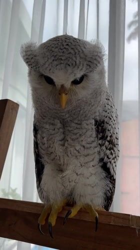 Owl on wooden beams, up close in Kuta Selatan