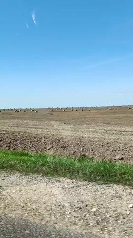 The video shows a wide, open field under a clear blue sky. In the foreground, there is a dirt path or road with some loose gravel and green grass growing along the edges. Beyond this, the field is tilled and appears to be recently harvested, with rows of dirt visible. Scattered across the field are numerous round hay bales, most of them appearing light brown or golden. A single utility pole is visible in the distance on the left side of the frame. The camera appears to be moving, likely from inside a vehicle, as indicated by the slight blur and the perspective. The overall impression is of a rural landscape during daylight hours.