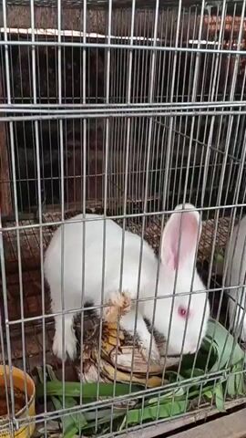 This is a video of several white rabbits in wire cages. The rabbits are eating green leafy vegetables and possibly some other food scraps from small yellow bowls. The cages are stacked on top of each other and appear to be made of metal. The background is somewhat blurred but suggests an outdoor or semi-outdoor setting with wooden planks visible at the bottom. The lighting is adequate, allowing for clear viewing of the animals.