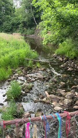 A short video captures a view of a shallow, rocky stream flowing through a lush, wooded area. The stream is lined with tall green grass and moss-covered rocks. Trees with dense green foliage overhang the water. In the foreground, colorful ribbons are tied to a wire railing, suggesting a decorative or memorial element. The water appears dark and reflects the surrounding greenery. The overall scene depicts a natural, tranquil environment.