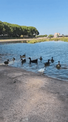 Ducks along a Manresa waterway on a summer afternoon